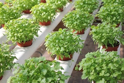 How To Make a Hydroponic