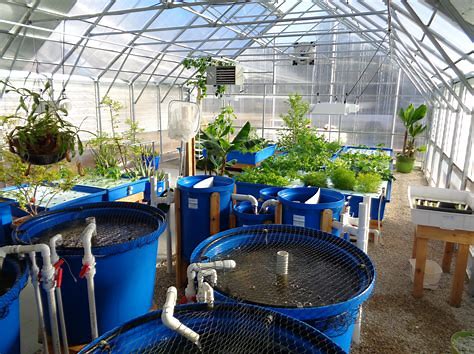 What To Plant In Aquaponics