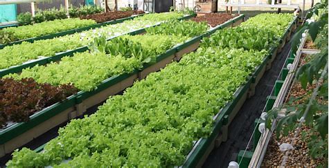 What To Plant In Aquaponics