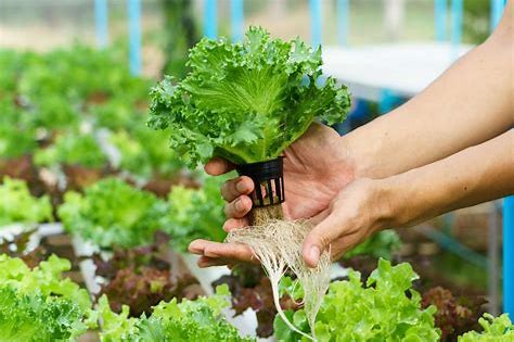What Is Hydroponic Gardening