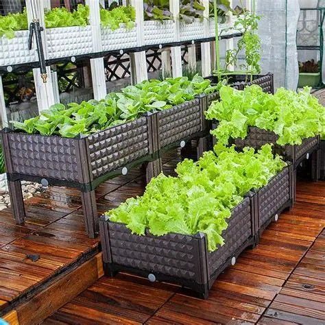 Where To Buy a Vegetable Grow Box