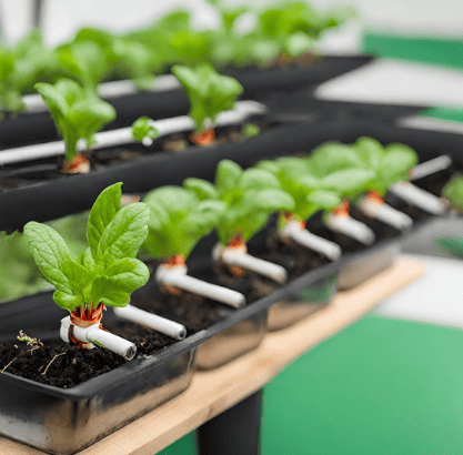 hydroponic wick system