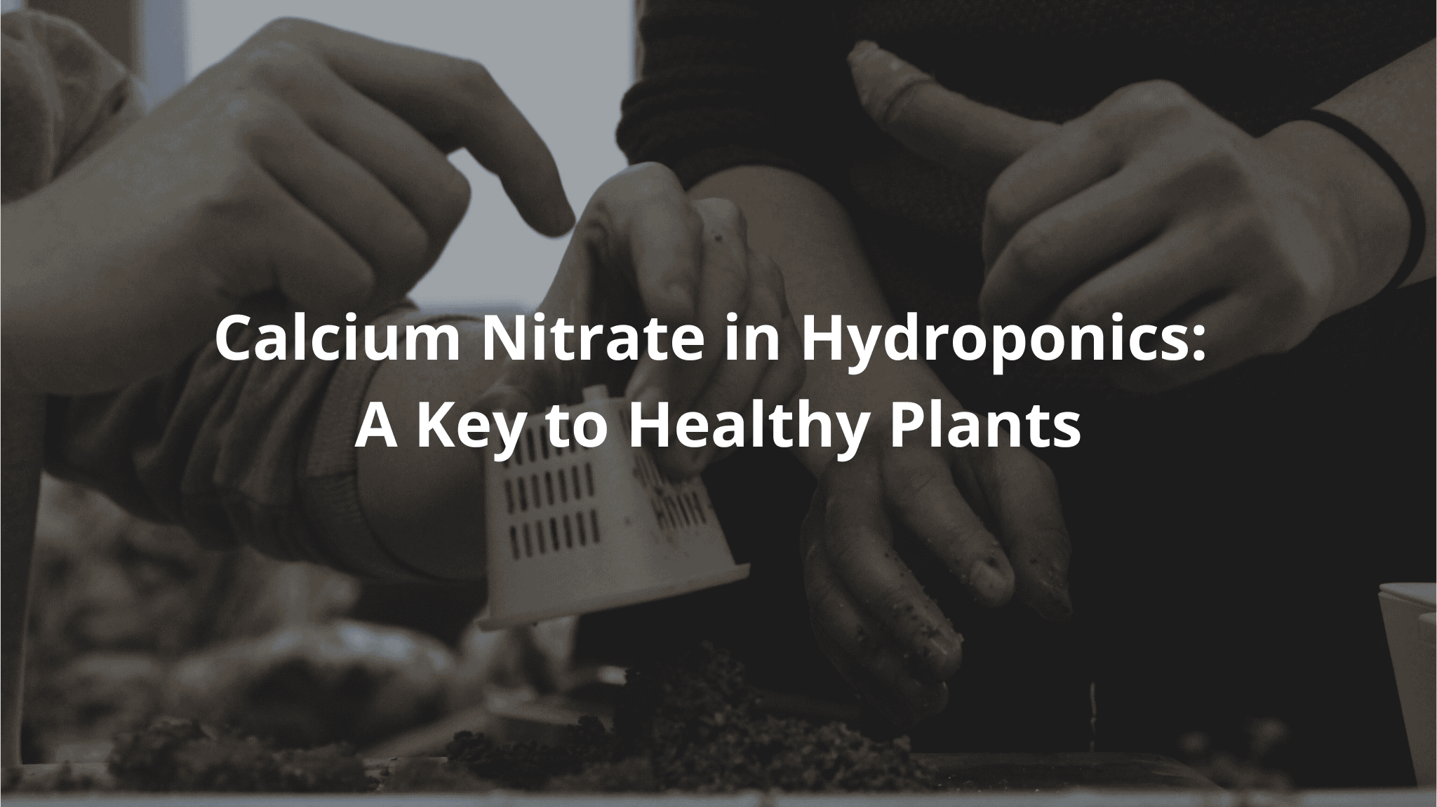 Calcium Nitrate in Hydroponics