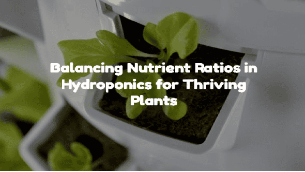 Balancing Nutrient Ratios in Hydroponics for Thriving Plants