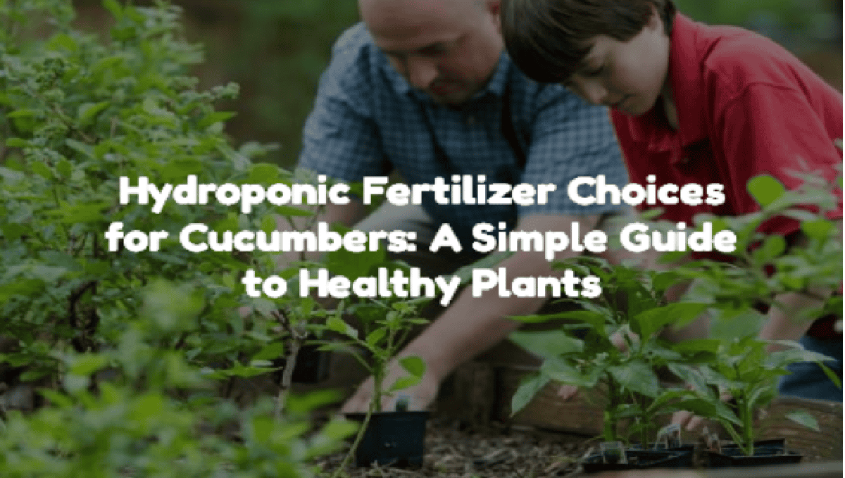 Hydroponic Fertilizer Choices for Cucumbers