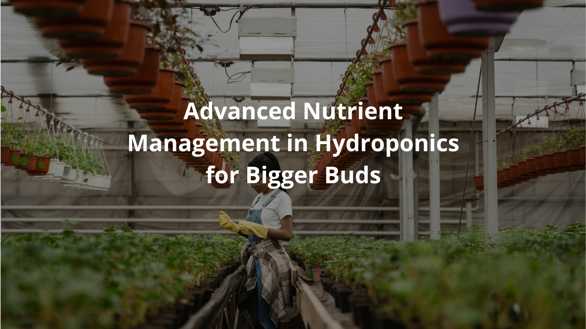 Advanced Nutrient Management in Hydroponics