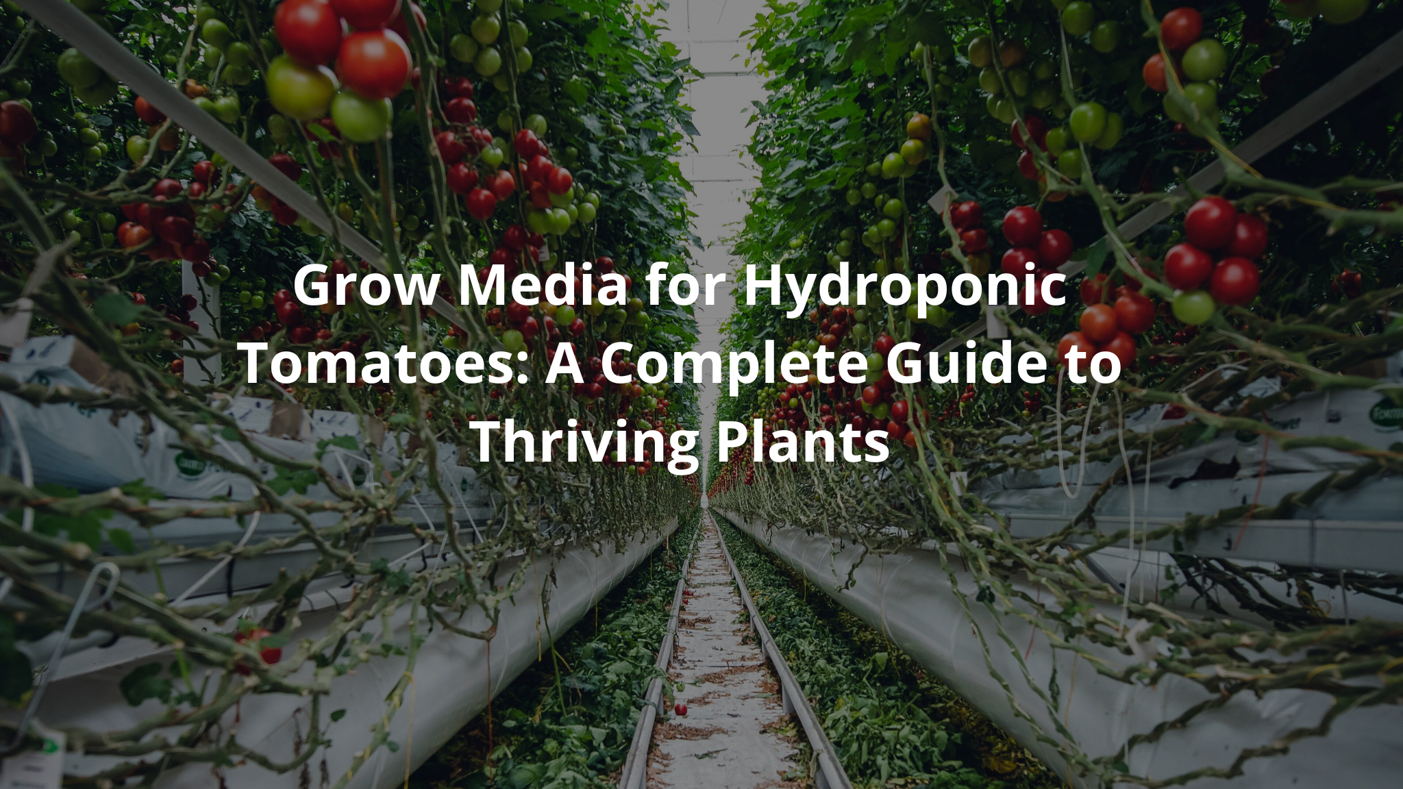 Grow Media for Hydroponic Tomatoes