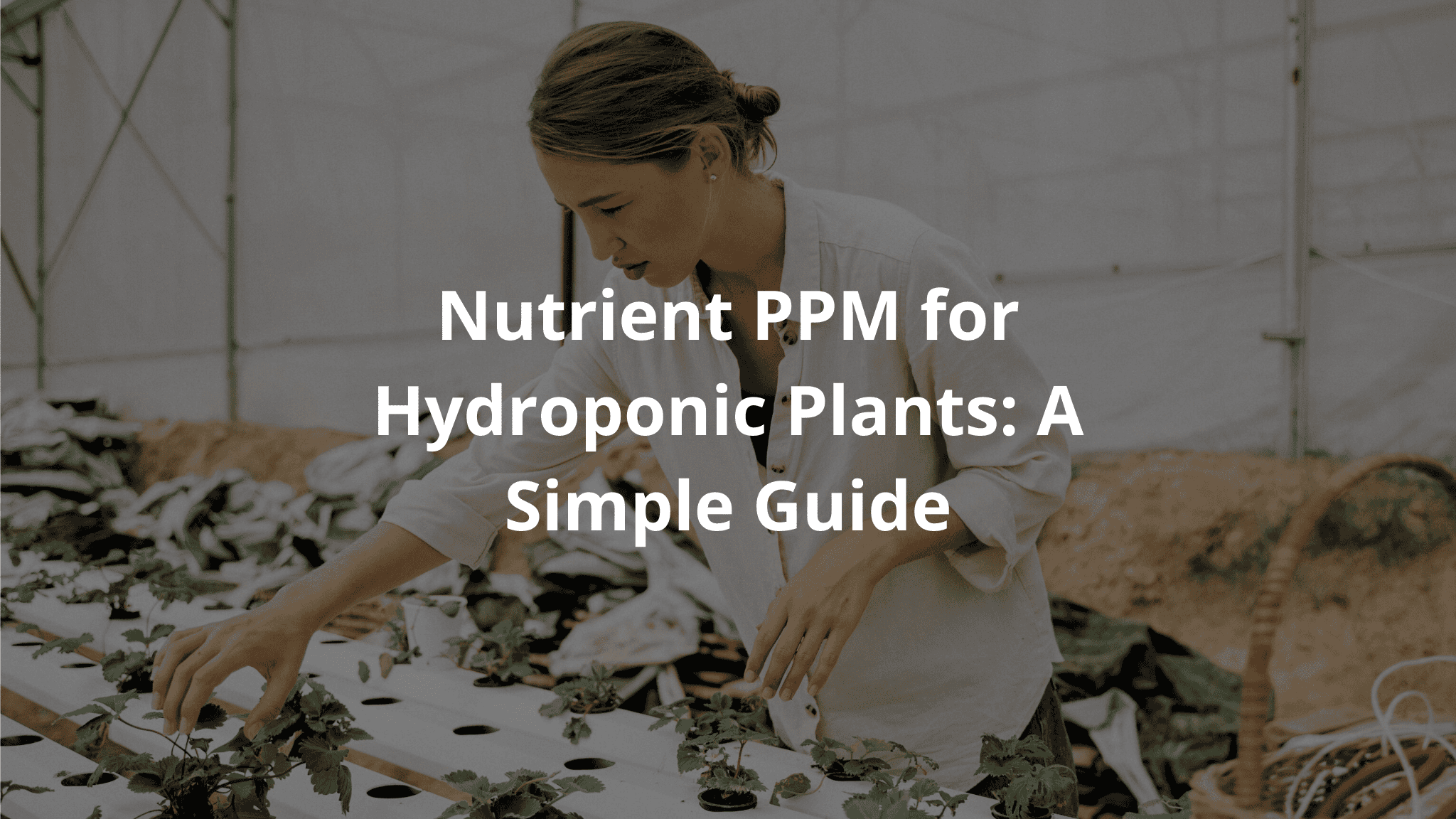 Nutrient PPM for Hydroponic Plants