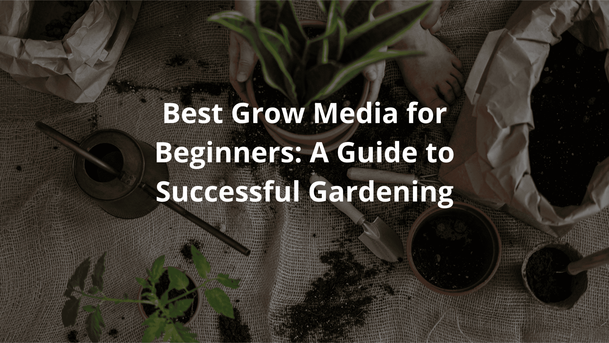 Best Grow Media for Beginners