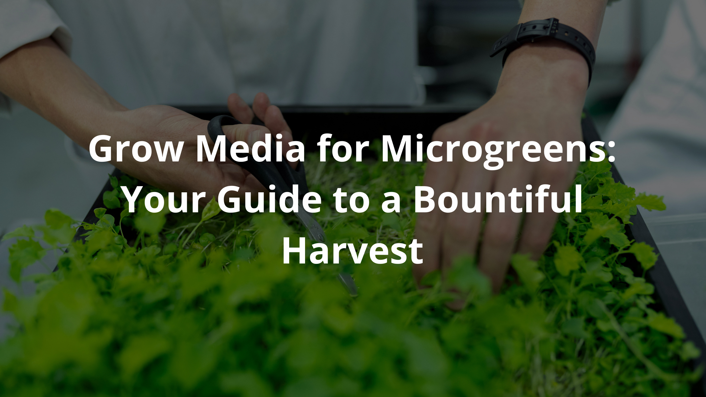 Grow Media for Microgreens