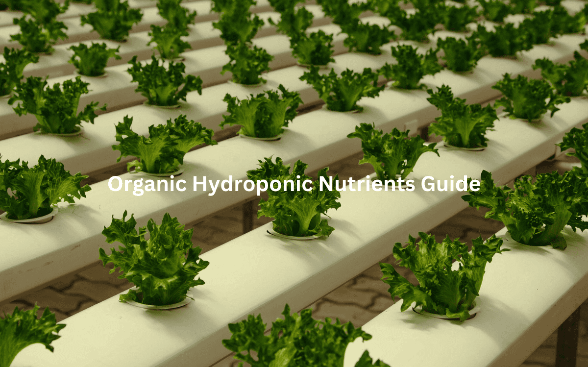 A hydroponic growing system with lush green lettuce plants in neatly arranged trays.