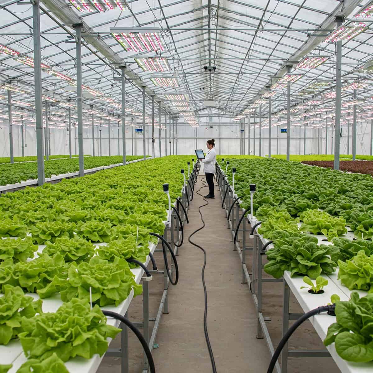 Lush green hydroponic lettuce farm with a worker monitoring the plants on a digital tablet.