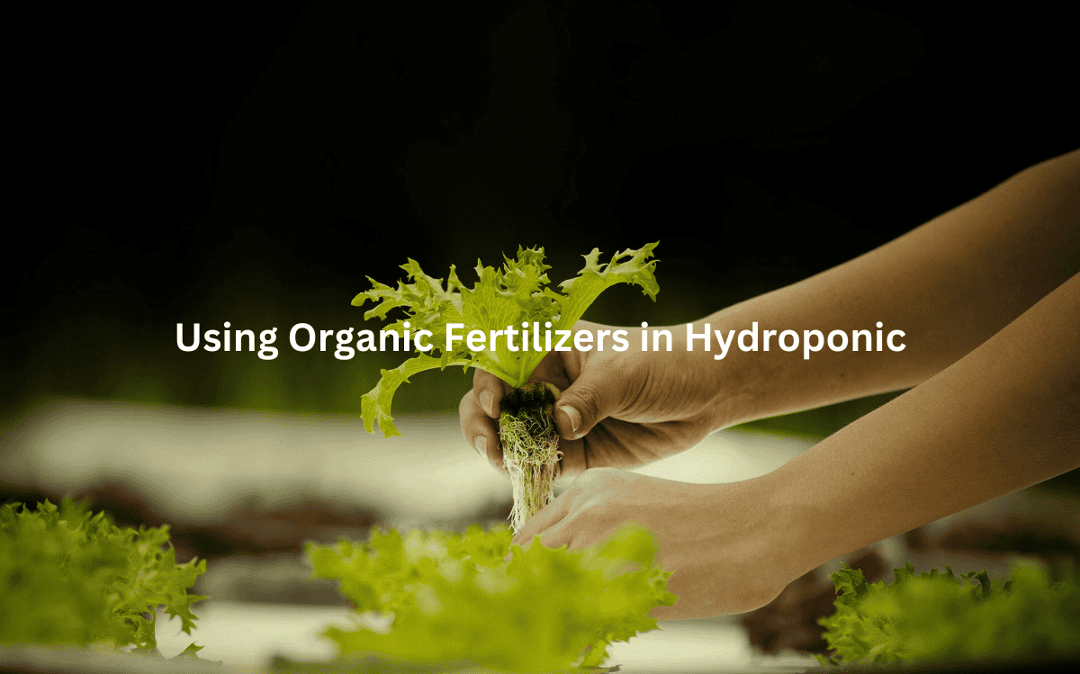 A close-up view of a person's hands carefully tending to a hydroponic lettuce plant, demonstrating the integration of organic nutrients in this growing method.