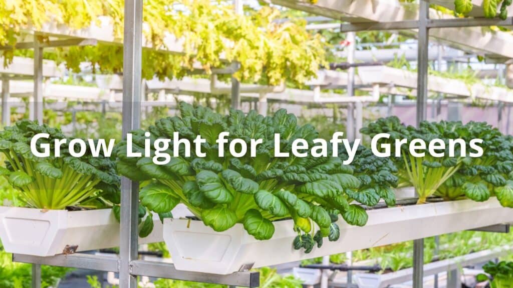 Grow Light for Leafy Greens