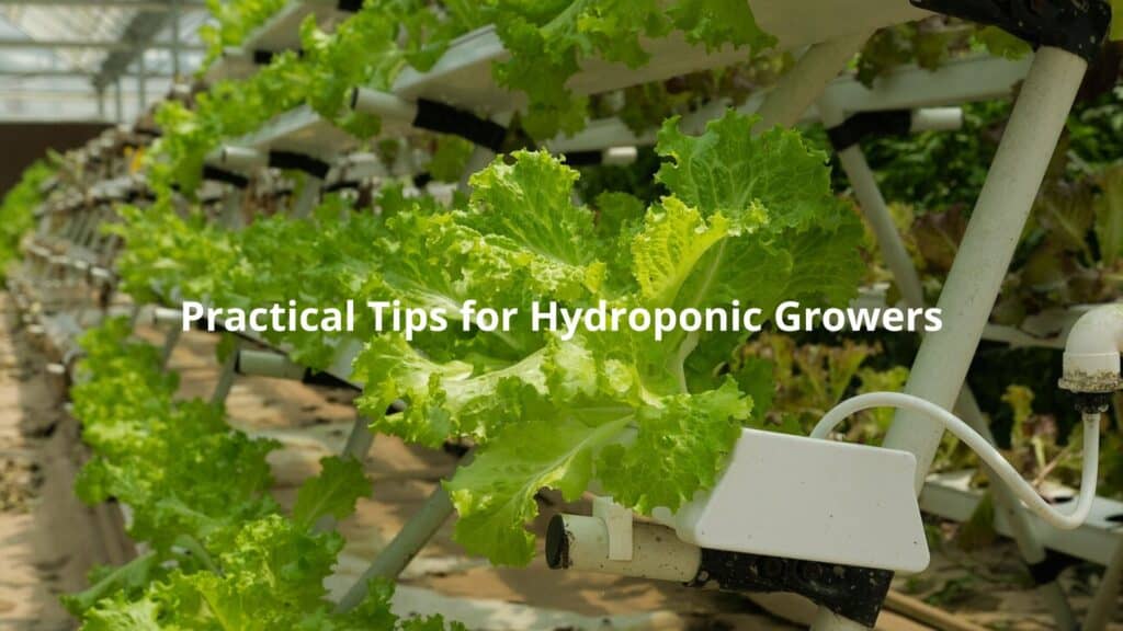 Hydroponically cultivated lettuce plants flourishing in a controlled indoor environment.