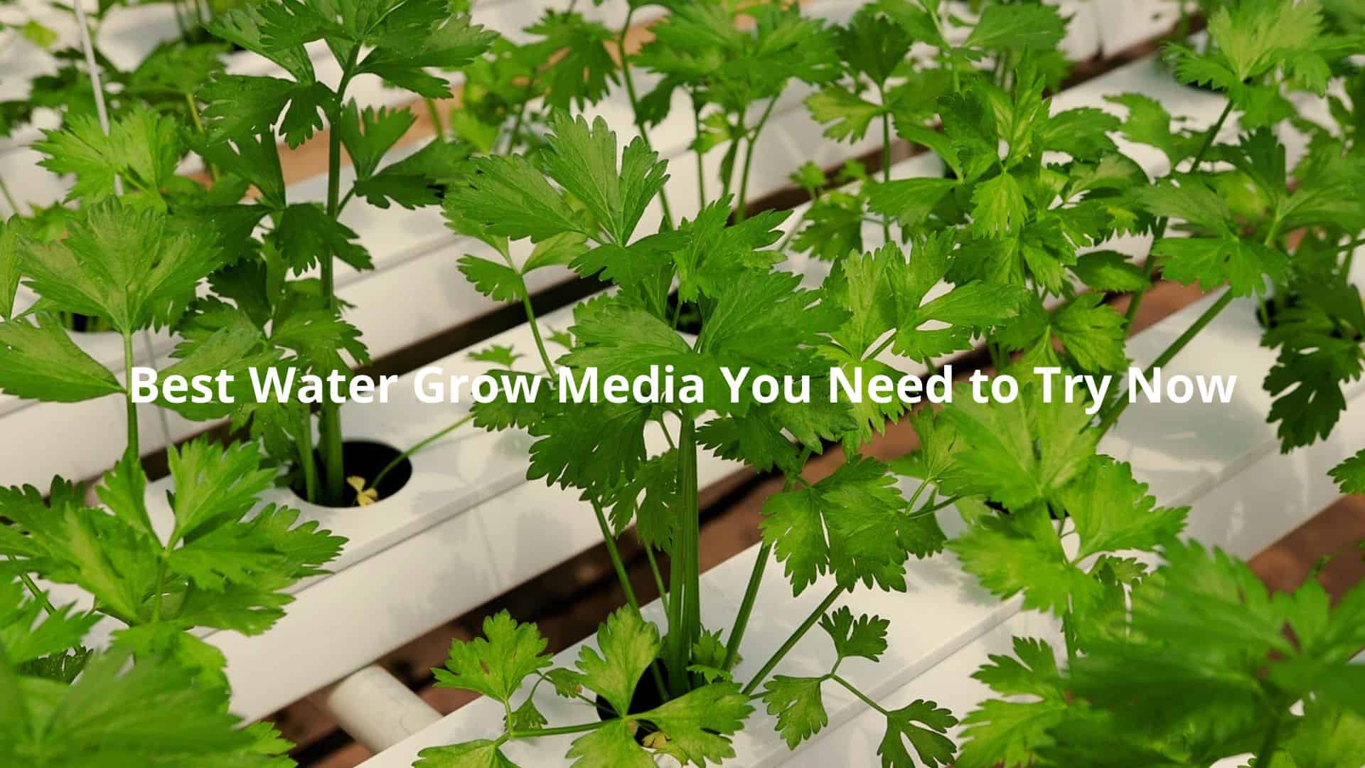 Best Water Grow Media You Need to Try Now