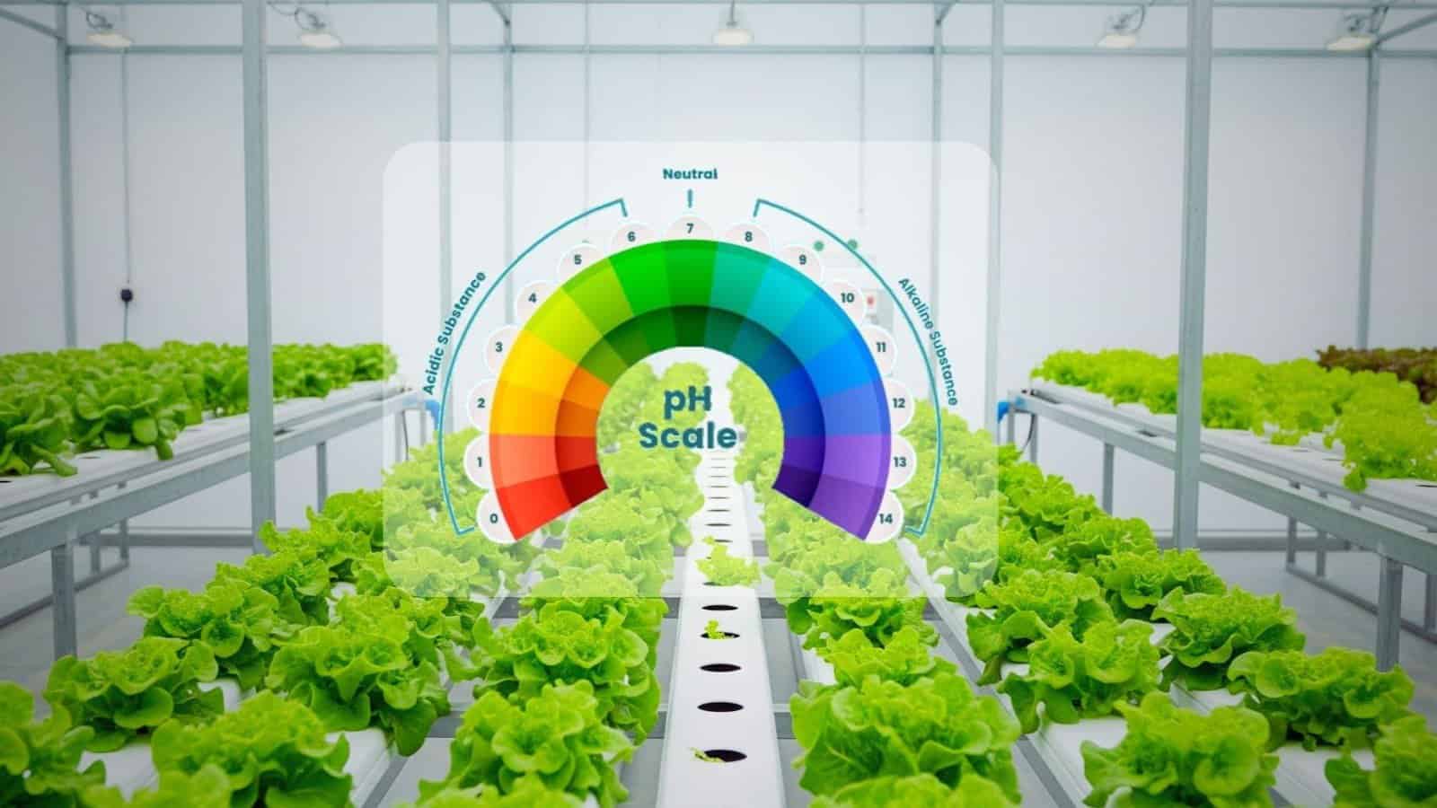 hydroponic-ph-guide-for-leafy-greens hydroponic pH guide for leafy green, NFT system with lettuce and digital pH meter